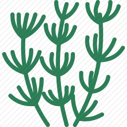 草本植物