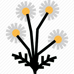 洋甘菊