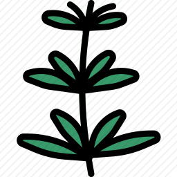 草本植物