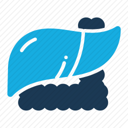 肝脏