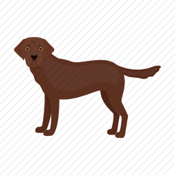 拉布拉多犬