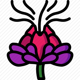 红花