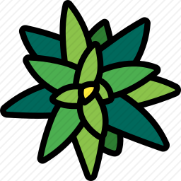 <em>凤梨</em><em>科</em>