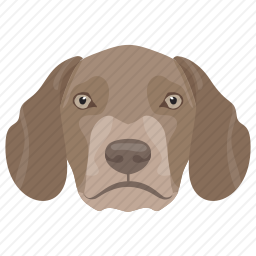 比格犬