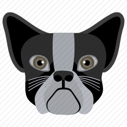 斗牛犬