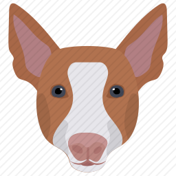 柯基犬
