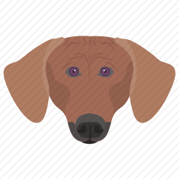 小猎犬