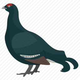 <em>鸬鹚</em>