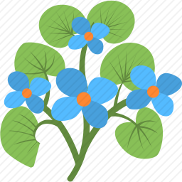 开花