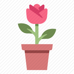 花朵盆栽