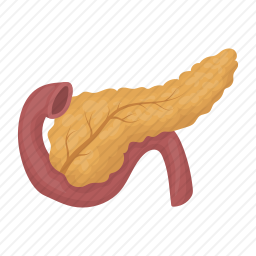 胰腺