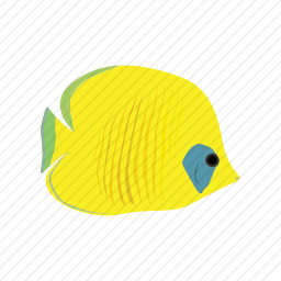 黄色观赏鱼