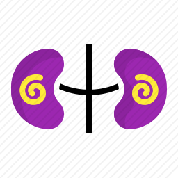 肾