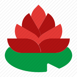 <em>莲花</em>