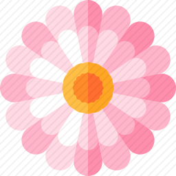 紫菀