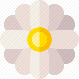 洋甘菊