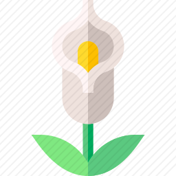 马蹄莲