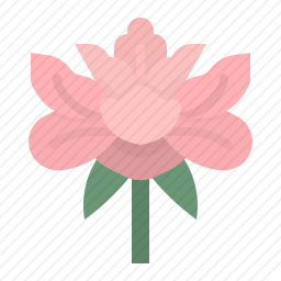 牡丹