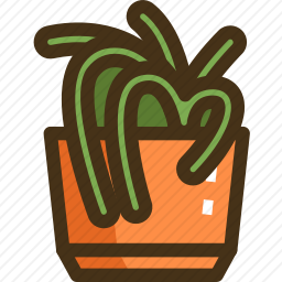 蜘蛛植物