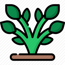植物