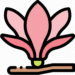 <em>玉兰</em>