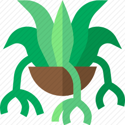蜘蛛植物