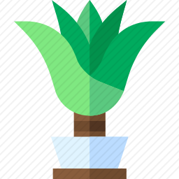 龙血树