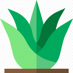 芦荟