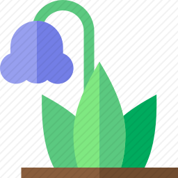 风信子