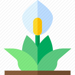 白鹤芋