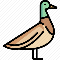 鸭子