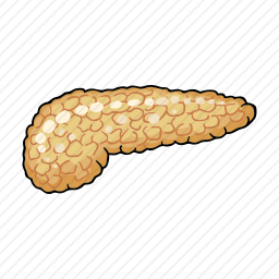 胰腺
