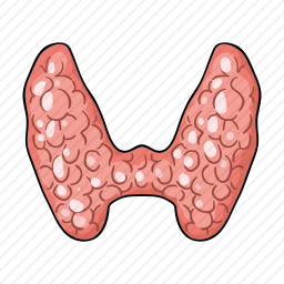 甲状腺