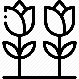 <em>郁金香</em>