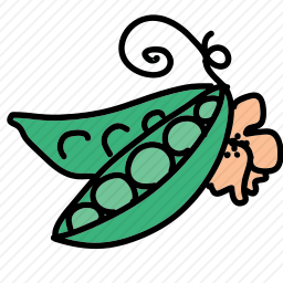 豌豆