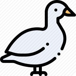 鸭子