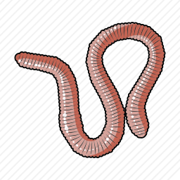 <em>蠕虫</em>