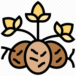 种子
