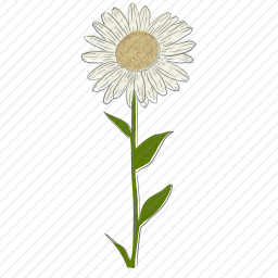 雏菊