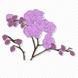 兰花