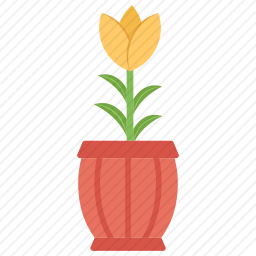 花朵盆栽