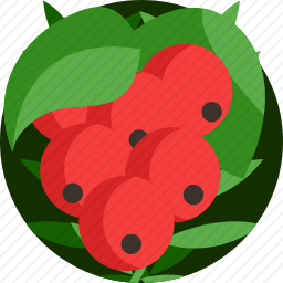<em>浆果</em>
