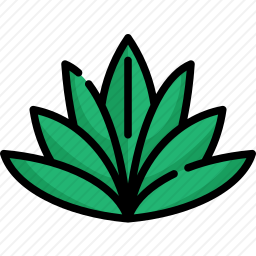 龙舌兰