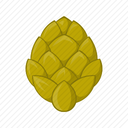 啤酒花