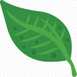 <em>叶子</em>