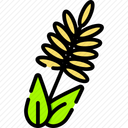 小麦