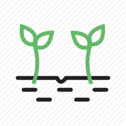 <em>发芽</em>