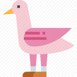 鸽子