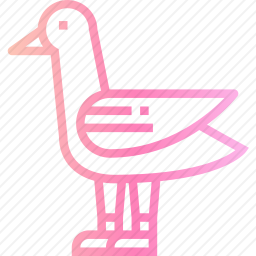 鸽子