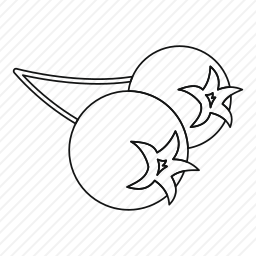 野樱桃